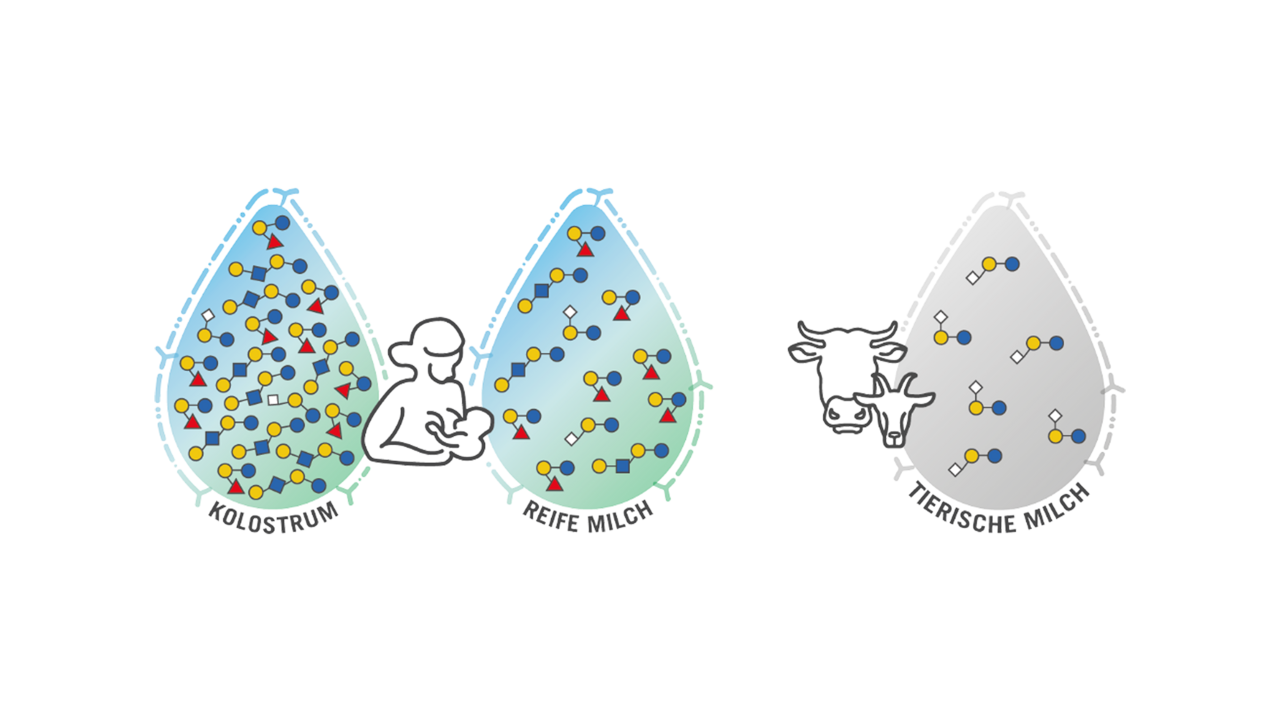 Illustration: Konzentration der Milch-Oligosaccharide in Mutter- und Tiermilch