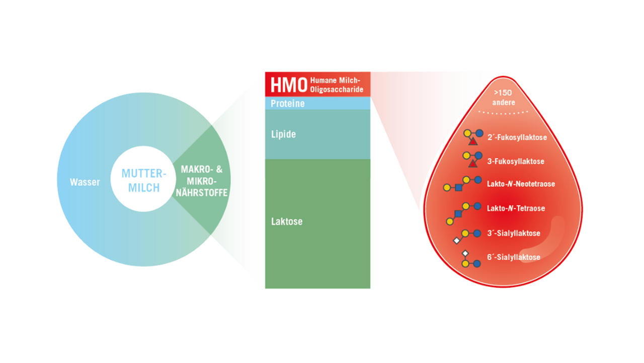 Illustration: Bestandteile der Muttermilch